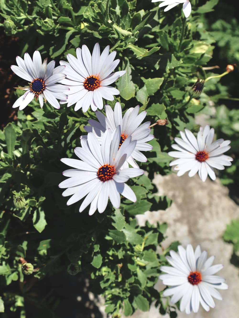 Flowers-zest-and-the-city - 1